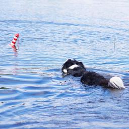 Rogz Lighthouse Vandlegetøj til hunde